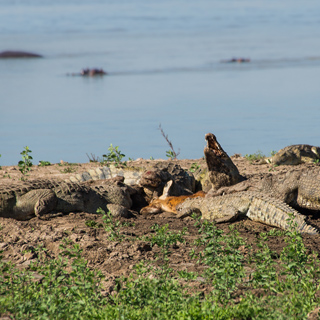South Luangwa - Crocodiles with killed puku